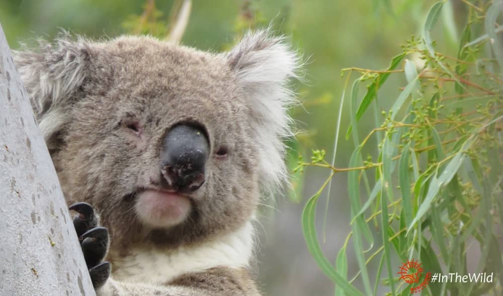 alpha male koala 