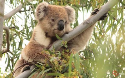 About Koala Bungaleenee