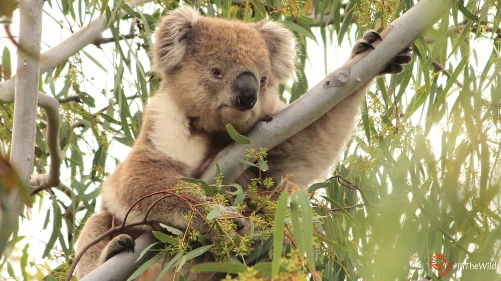 mature male koala