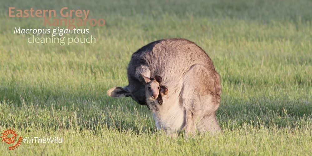 Kangaroo joey facts