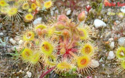 Sunset tour: finding carnivorous Australian plants!