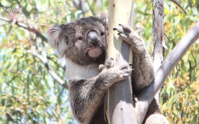 About Koala Winberry