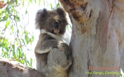 About Koala Bermborok