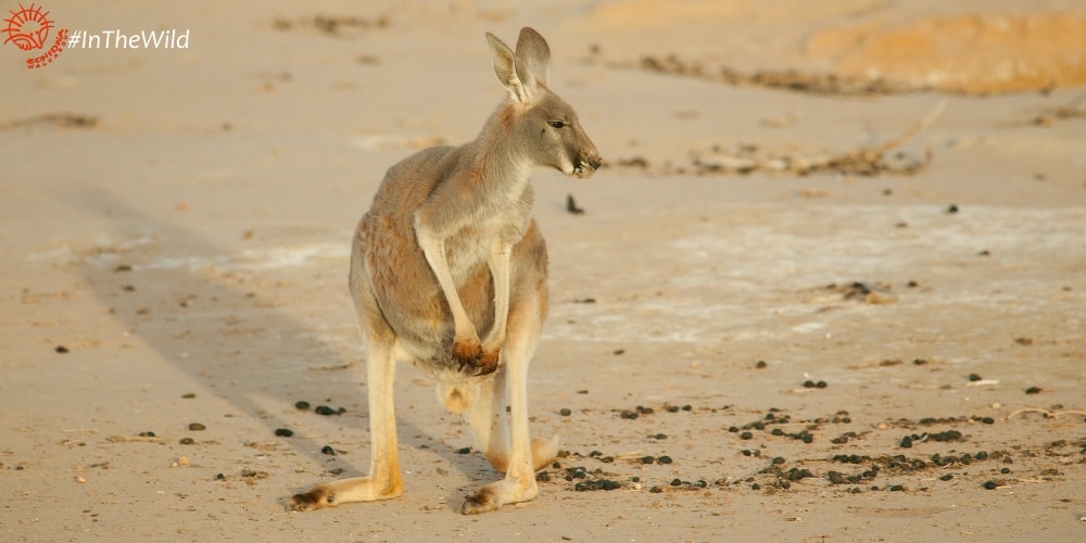 Kangaroo photography for all ages