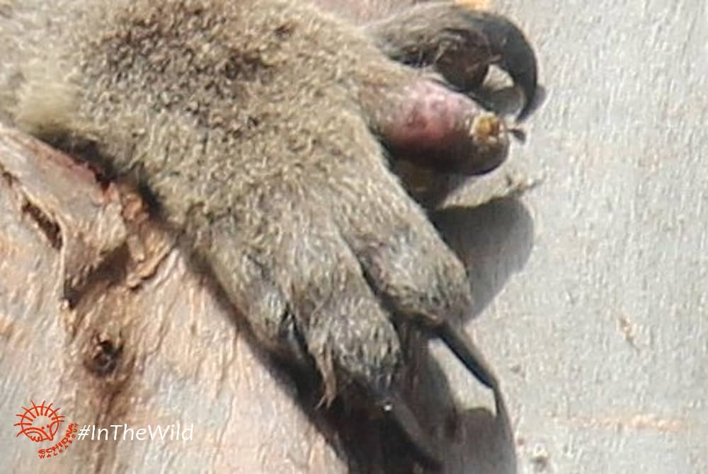 thumb claw lost wild koala