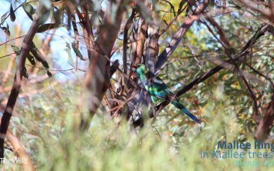 Walk Into The Mallee For Wildlife