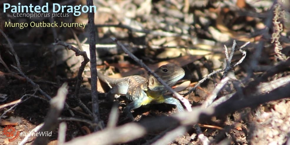 Ctenophorus pictus reptile tour