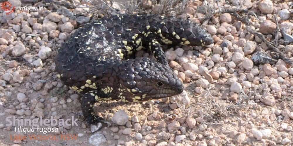 reptile Stumpytail Sleepy Lizard