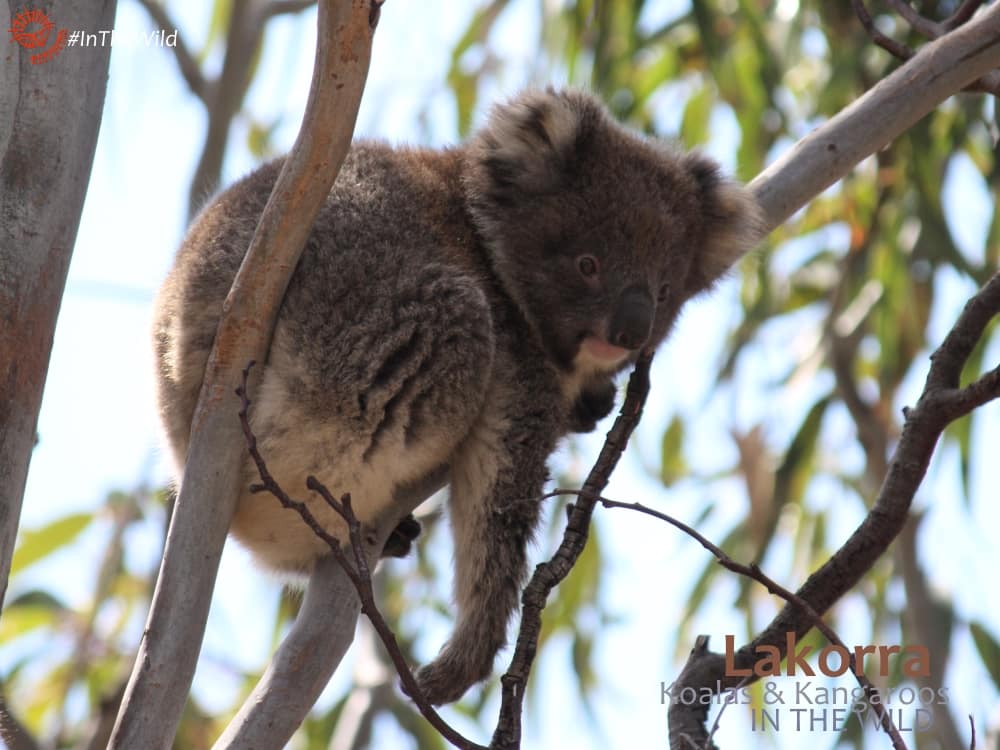 baby wild koala