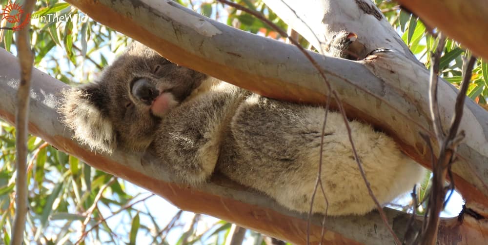 One year old female koala