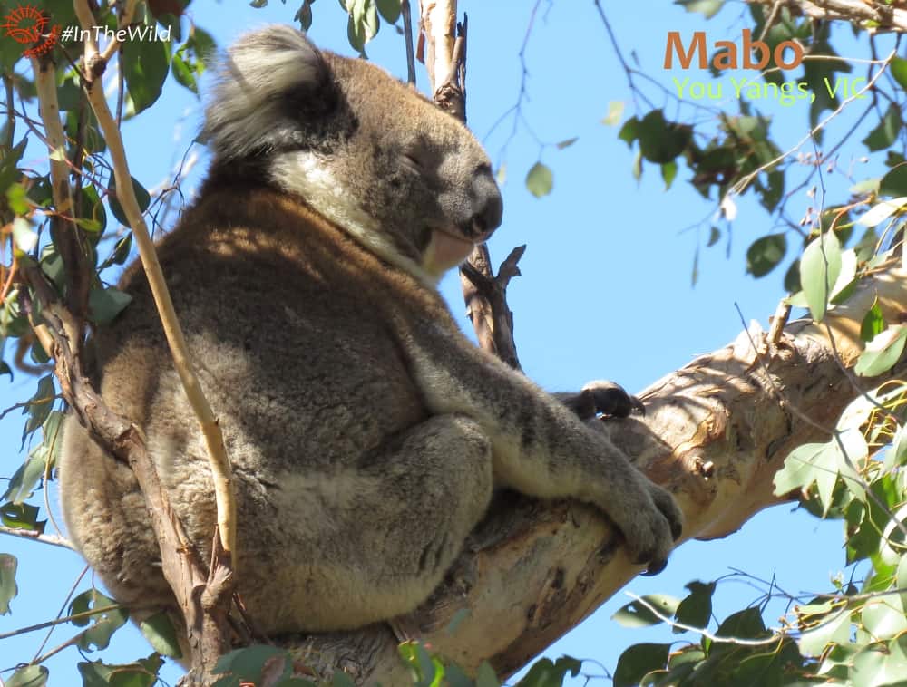 back view male koala on eucalyptus branch