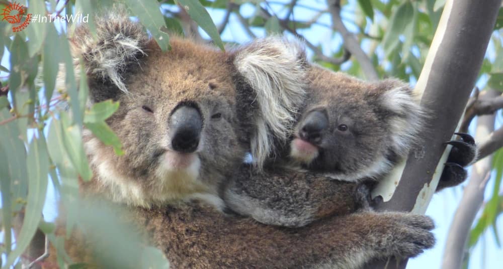 mother koala cuddling joey