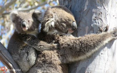 About Koala Mara