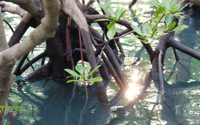 Mangrove magic