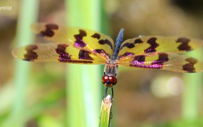 Dragonflies of Northern Territory, Australia
