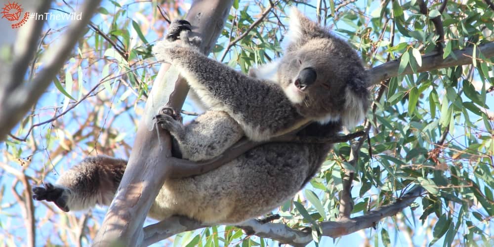 female wild koala