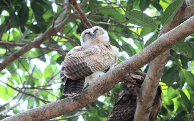 Rufous Owl on tour in Australia’s Northern Territory