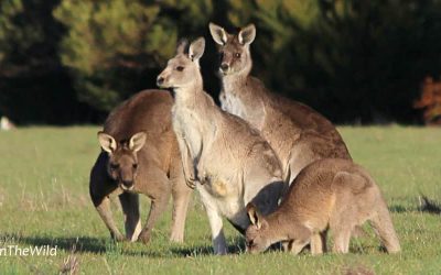 Wildlife tour for families – kangaroos, emus & tawny frogmouths