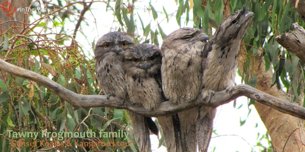 bird family on branch