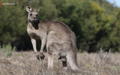Eastern Grey Kangaroo facts for wildlife tour guides