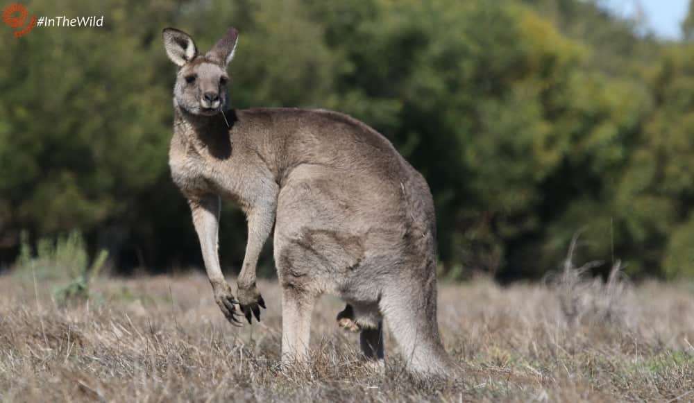 Eastern Grey Kangaroo facts for wildlife tour guides