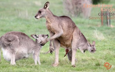 Watch: kangaroo mating