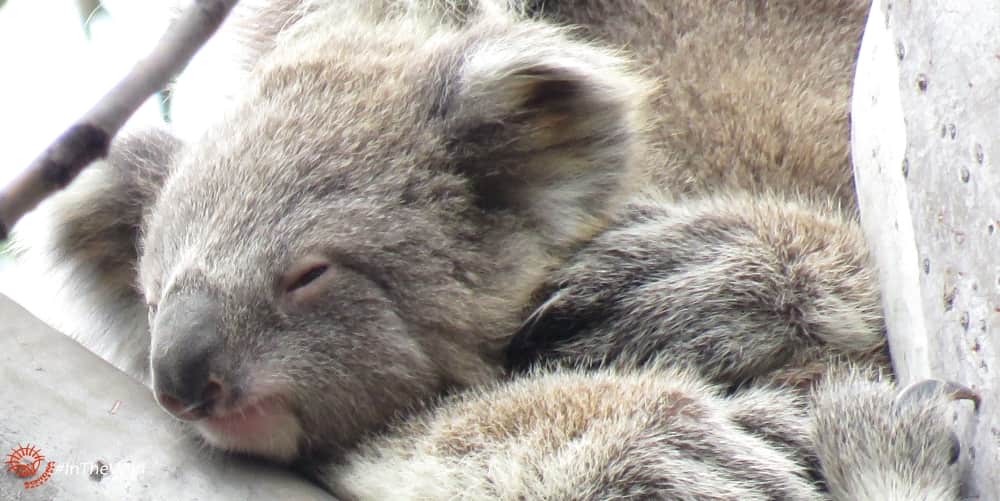 wild Koala baby Bunyip