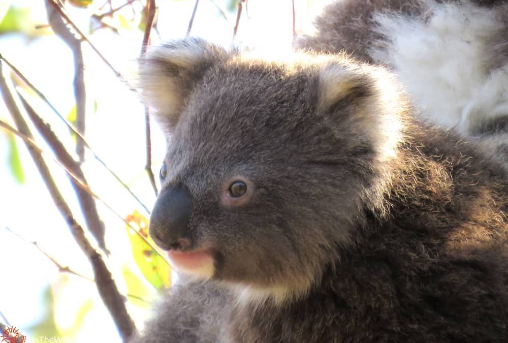 About 3 year old female koala CoCo