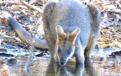 Wild wallaby drinking