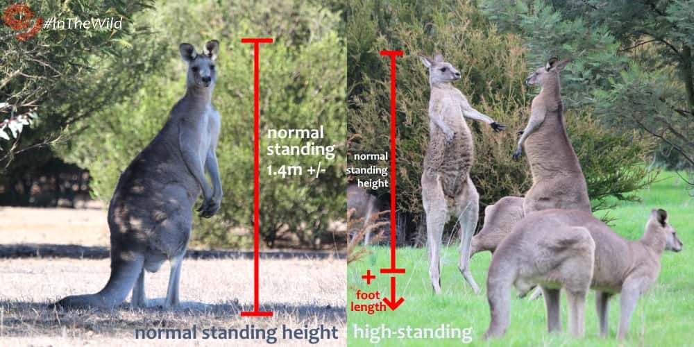 Eastern Grey Kangaroo useful for wildlife guides | Echidna Walkabout