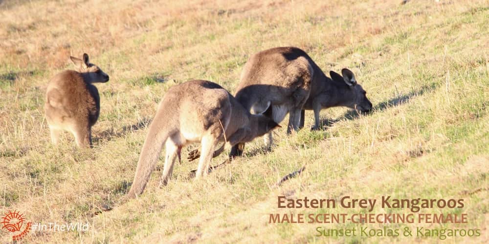 kangaroo male scent-checking female for mating