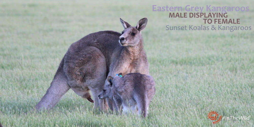kangaroo mating behaviour