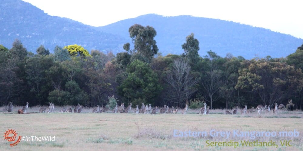 big group of Eastern Grey Kangaroos near Melbourne