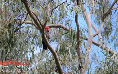 Gang-gang Cockatoos: the moving spirits of tall eucalyptus forest.