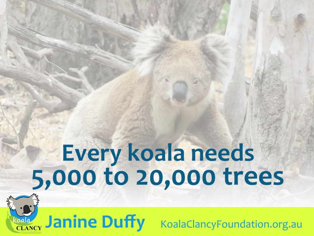 koalas need thousands of trees