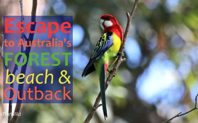 Escape to Australia’s Forests, Beach & Outback
