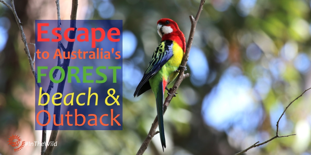 Escape to Australia’s Forests, Beach & Outback