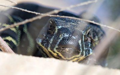 Australia’s Weirdest Animals We See On Tours, Part 2