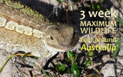 3 week Maximum Wildlife tour