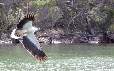 Where to see Sea Eagles in Australia