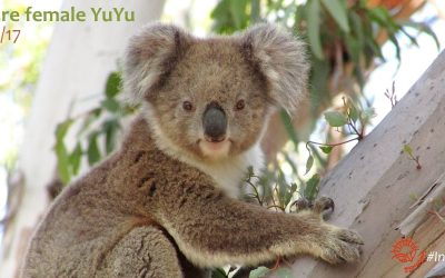 You Yangs Koala Research Report 2017