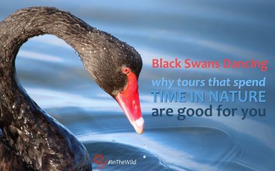 Black Swans Dancing: Why tours that spend time in nature are good for you.