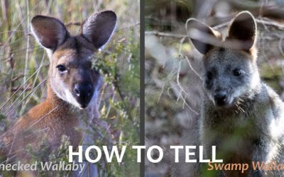 How to tell the difference between Red-necked & Swamp Wallaby