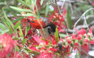 Colourful Birds of Australia: Scarlets and Crimsons of Mallacoota