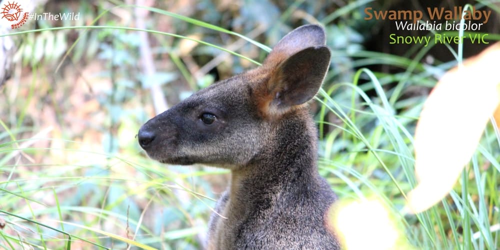 Difference Between Red Necked Swamp Wallaby Echidna Walkabout