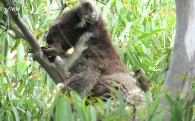What Purpose Do Koalas Serve? Koala fur & Brown-headed Honeyeaters