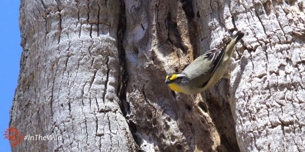 Wildlife Journey 4 day safari tour pardalote on tree