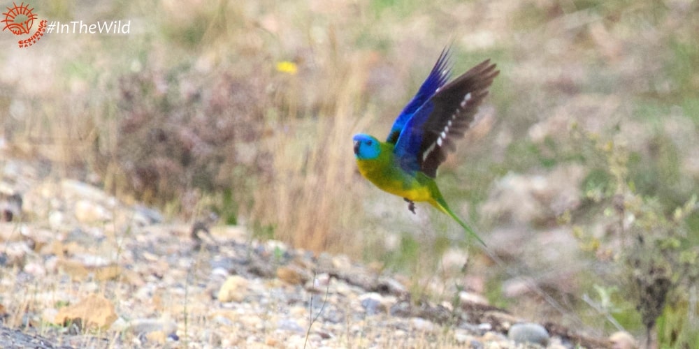 Wildlife Journey 4 day safari tour Turquoise Parrot