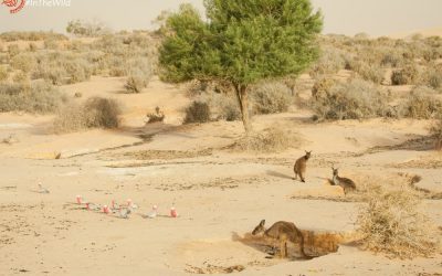 Where to photograph Kangaroos, Cockatoos and Emus.
