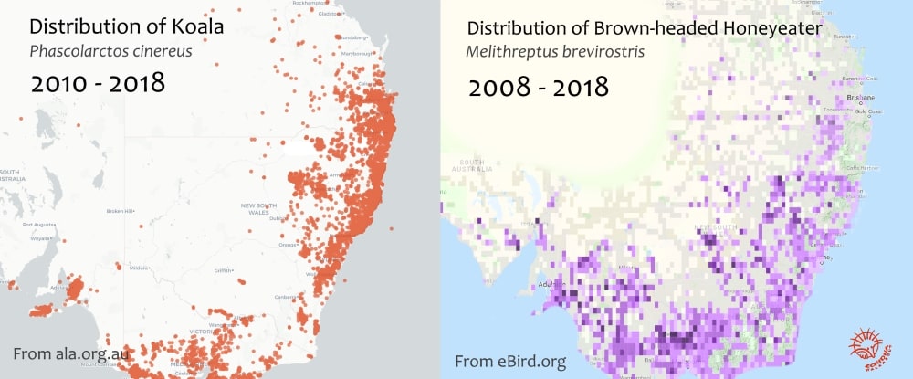 distribution map koalas brown-headed honeyeaters